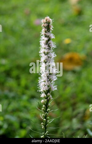 Dense blazing star o Liatris spicata o Prairie gay giù piante erbacee perenni Piante da fiore con un unico picco di alti di fiori bianchi Foto Stock