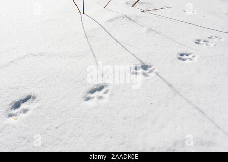 Wild lupo appenninico (Canis lupus italicus) tracce nella neve. Appennino centrale, Abruzzo, Italia. Febbraio. Foto Stock