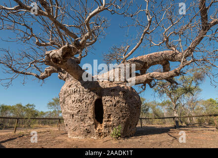 Il "carcere" Boab tree / australiano (baobab Adansonia gregorii) che è stato utilizzato per bloccare i prigionieri, Wyndham. Kimberley, Western Australia. Luglio 2016. Foto Stock