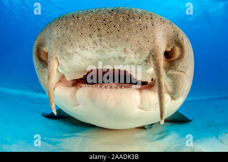 Close up verticale della faccia di un infermiere shark (Ginglymostoma cirratum) appoggiato sulla sabbia in acque poco profonde. La sua barbigli sono chiaramente visibili sul suo labbro superiore. South Bimini, Bahamas. Il Bahamas nazionale santuario di squalo. Corrente del Golfo, West Oceano Atlantico. Foto Stock