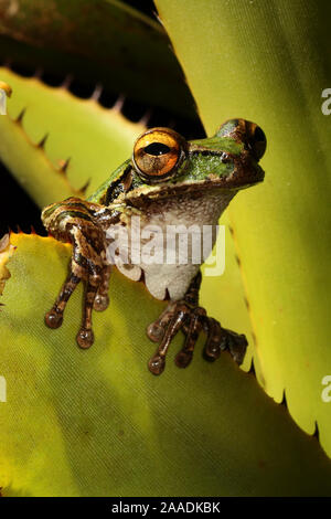 Cuban raganella (Osteopilus septentrionalis) seduta all'interno Bromeliad, Sierra Maestra Parco Nazionale di Cuba. Foto Stock