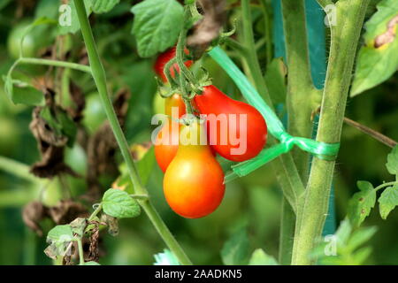 Organici freschi pronti per il prelievo di rosso e di giallo a pera pomodori ciliegia crescente dal singolo stelo circondata con altre piante e foglie in locale Foto Stock