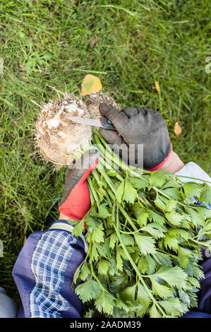 Gli ortaggi biologici, contadino con raccolte di produrre. Gli agricoltori le mani lavorando al momento del raccolto il sedano Foto Stock