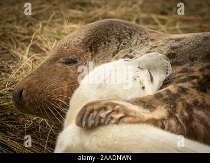 Una madre appare per abbracciare il suo bambino seal pup, come le foche grigie ritorno alla Donna Nook Riserva Naturale Nazionale in Lincolnshire, dove essi giungono ogni anno alla fine di ottobre, novembre e dicembre per dare nascita. Foto Stock