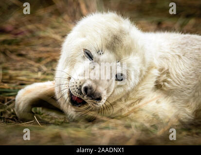 Un cucciolo di foca pup, come le foche grigie ritorno alla Donna Nook Riserva Naturale Nazionale in Lincolnshire, dove essi giungono ogni anno alla fine di ottobre, novembre e dicembre per dare nascita. Foto Stock