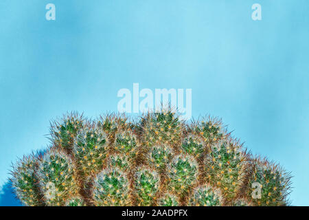 Cactus verde estate stile. Design artistico. Sfondo giallo Foto Stock