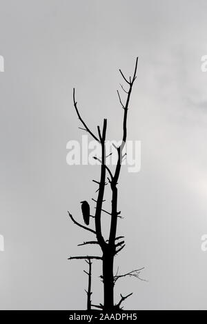 Silhouette di raven seduto su creepy old tall sterile albero senza foglie in foresta locale su nuvoloso tempestoso giorno Foto Stock