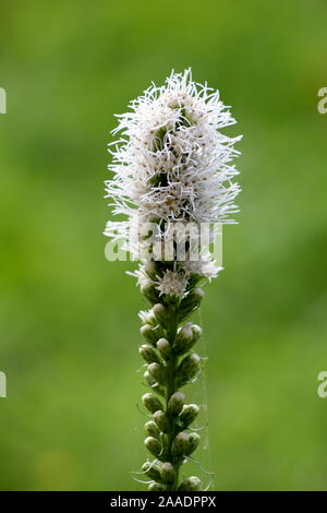 Unico Dense blazing star o Liatris spicata o Prairie gay giù piante erbacee perenni Piante da fiore con alte spike di fiori bianchi Foto Stock