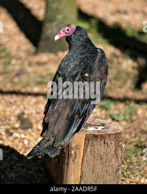 La Turchia Vulture bird close up immagine, appollaiato nel profilo e di esporre la sua testa rossa, becco, occhio e piumaggio nero con un bokeh sfondo nel suo environme Foto Stock