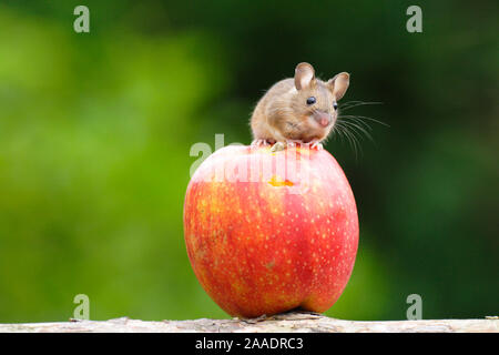 Maus auf einem Apfel, prigionieri Foto Stock