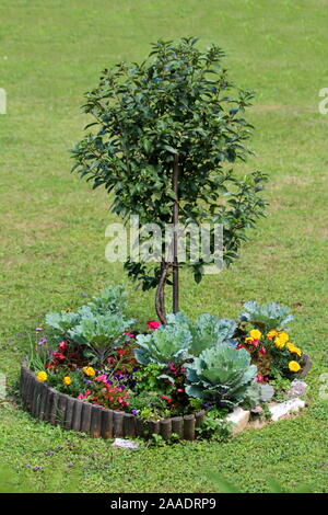 Piccolo albero piantato nel mezzo della casa famiglia cortile anteriore circondato con vari aperto colorate fioriture e altre piante separate Foto Stock