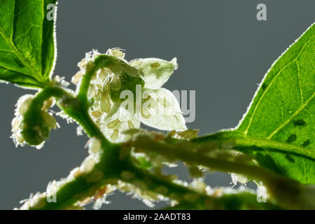 Insetti infestanti, afidi, sui germogli e frutti di piante, Spider mite sui fiori. Pepe attaccato da insetti maligni Foto Stock