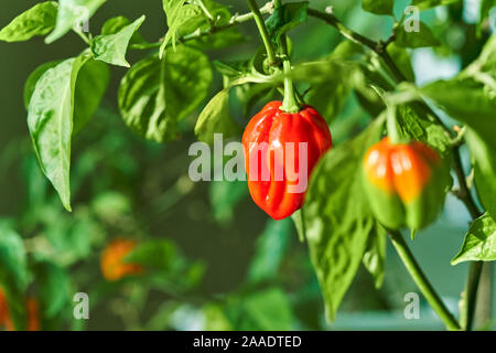 Habanero impianto dotato di fresco, mature habanero peperoni, pronto per il prelievo. Foto Stock