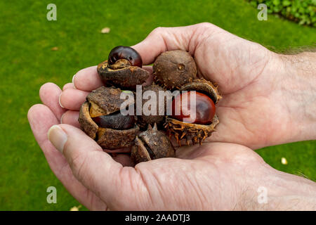 Primo piano di persona uomo che tiene abbattuti conker in autunno Inghilterra Regno Unito GB Gran Bretagna Foto Stock