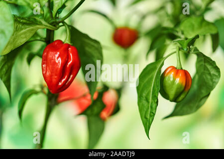Habanero impianto dotato di fresco, mature habanero peperoni, pronto per il prelievo. Foto Stock