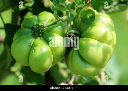 Due grandi volumi organici freschi pomodori verdi crescente dal singolo stelo in casa locale giardino circondato con foglie sul caldo giorno d'estate e di sole Foto Stock
