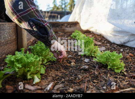 Inverno foto di giardinaggio in un giardino locale incentrata sulla sostenibilità e la sicurezza alimentare nella Comunità. Foto Stock