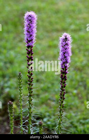 Due alte Dense blazing star o Liatris spicata o Prairie gay giù piante erbacee perenni Piante fiorite con punte di fiori viola Foto Stock