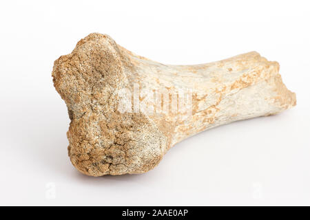 Knochen eines Höhlenbären, Ursus spelaeus,Fundort: Schwäbische Alb Foto Stock