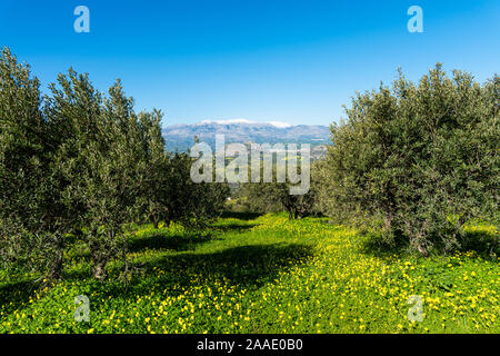 Vista aerea rurale della regione Archanes paesaggio. Unico suggestivo panorama di oliveti, prati verdi e colline vista in primavera. Psiloritis montain in Foto Stock