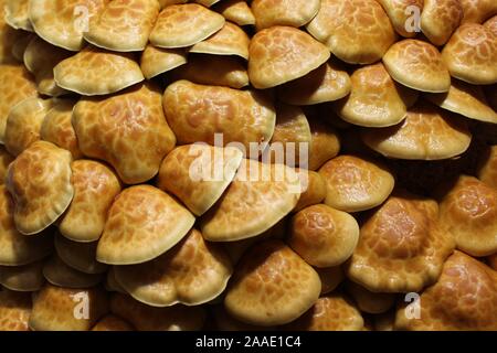 La foto mostra molti piccoli funghi Foto Stock