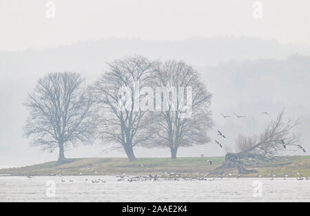 21 novembre 2019, Brandeburgo, Stützkow: alberi può essere visto nella nebbia nella parte inferiore Oder Valley National Park sul confine fra Germania e Polonia fiume Oder nel distretto di Uckermark. La minore Oder Valley National Park è stata fondata nel 1995 dopo cinque anni di preparazione e copre un area di 10.500 ettari. L'Oder Valley è uno degli ultimi quasi naturale zone golenali fluviali in Western Europa Centrale con un gran numero di specie in pericolo specie animali e vegetali. Foto: Patrick Pleul/dpa-Zentralbild/ZB Foto Stock