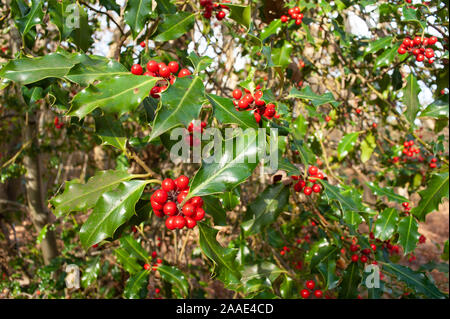Lussureggiante ripe rosso brillante wild Holly Tree, Ilex aquifolium, bacche una grande fonte di cibo e rifugio per la fauna selvatica e gli uccelli in inverno Foto Stock