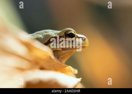 Frog mimetizzazione nella natura Foto Stock