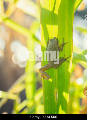 Frog mimetizzazione nella natura Foto Stock