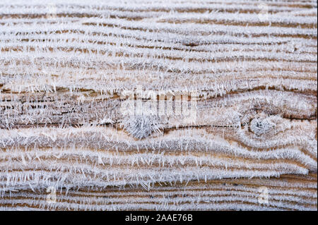 Brina, deposito di cristalli di ghiaccio sulla staccionata in legno esposto all'aria libera li rivestimento in aghi di ghiaccio che illustra a grana di legno Foto Stock