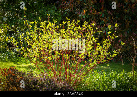 Colorato in rosso i gambi di Cornus alba sibirica Westonbirt qith nuovo fogliame fresco che figurano nel tardo inverno in un giardino Inglese UK Foto Stock