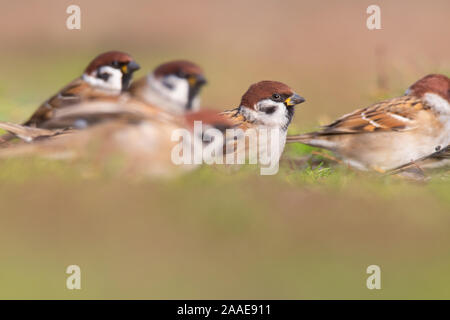 Eurasian tree sparrow (Passer montanus), una bella seduta di uccello sull'erba, Repubblica Ceca Foto Stock