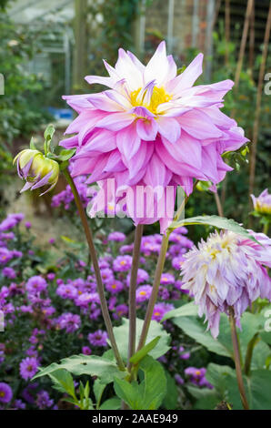 Big blousy blumi di Dahlia Sir Alf Ramsey crescendo in un autunno display della tarda fioritura di piante perenni in un giardino inglese nel mese di settembre Foto Stock