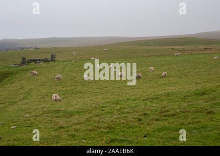 Ovini Ovis aries al pascolo nella nebbia su terreni accidentati terreni di pascolo della messa a terra isolata nei pressi di Eshaness una penisola in Northmavine nelle isole Shetland Foto Stock