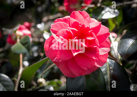 Il doppio di rosa fiori di Camellia japonica subsp. Rusticana Kasuga Yama fioritura in un giardino della Cornovaglia nel maggio del Regno Unito Foto Stock