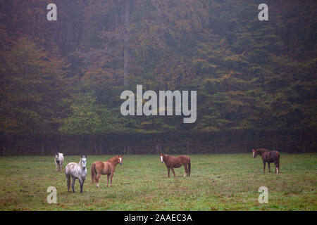 Cavalli nel prato di fronte autunnale di foresta vicino a Echternach in Lussemburgo Foto Stock