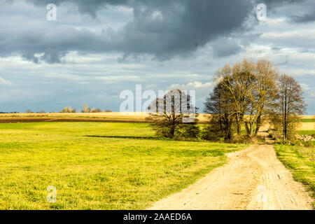 Nel tardo autunno. Diversi alberi solitari stand tra i campi. Strada di ghiaia e pascolo in primo piano. Podlasie, Polonia. Foto Stock