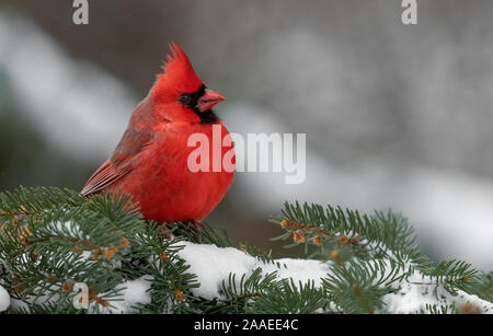 Il Cardinale nella neve su un sempreverde Foto Stock