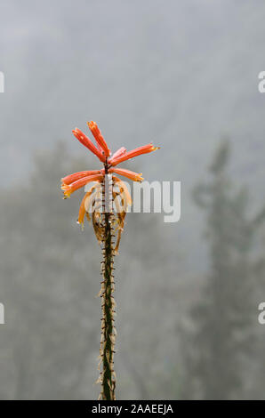 Tritomea, Kniphofia uvaria, noto anche come torcia lily o red hot poker, con pochi petali, dopo la pioggia, nella valle Cocora, Quindío, Colombia Foto Stock