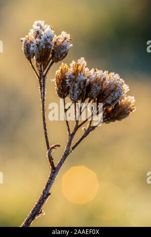 Un ramoscello secco di Achillea millefolium, comune achillea, coperto da una struttura bianca di cristalli di ghiaccio, retro illuminata dalla luce del sole al golden ora in inverno Foto Stock