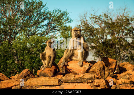 Un piccolo gregge di wild scimmie vervet siede su grandi pietre in Tsavo National Park in Kenya al tramonto. I babbuini gregge close up.occhi per gli occhi. Foto Stock