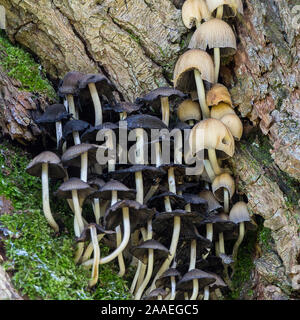 Funghi toadstools lunghi steli sottili deep pallido tappi a cupola e altri appiattito nero blu tappi in un grande gruppo insieme in alto su un tronco di albero Foto Stock