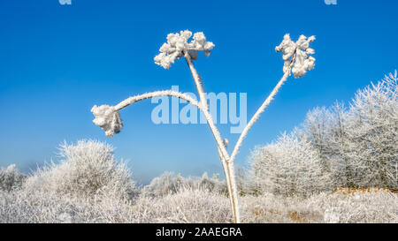 Essiccato selvaggio fiore Apiales capi coperti con il bianco trasformata per forte gradiente frost cristalli in un prato con alberi di fronte cielo blu su un freddo inverno pieno di sole giorno, Germania Foto Stock