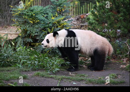 Panda gigante nei pressi di bambù in foresta Foto Stock