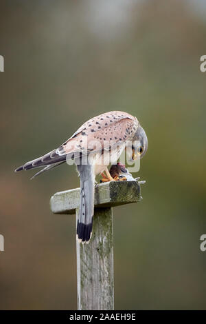 Comune di gheppio (Falco tinnunculus) su un palo di legno in natura di mangiare un mouse Foto Stock
