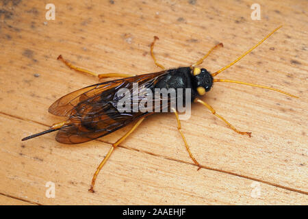 Vista dorsale di Urocerus gigas sawfly femmina in appoggio sul legname log. Tipperary, Irlanda Foto Stock