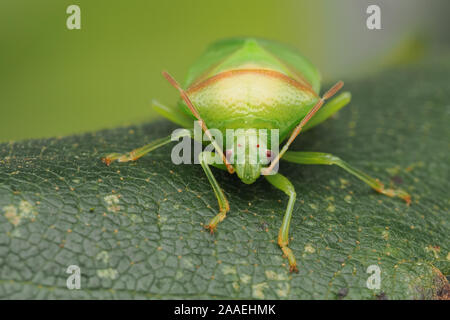 Vista frontale di un Teneral Shieldbug betulla (Elasmostethus interstinctus) a riposo delle foglie di betulla. Tipperary, Irlanda Foto Stock