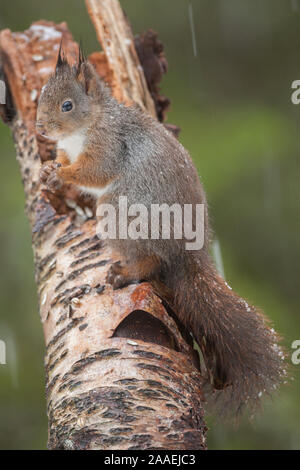 Scoiattolo rosso con acorn alimentazione su un albero brach Foto Stock