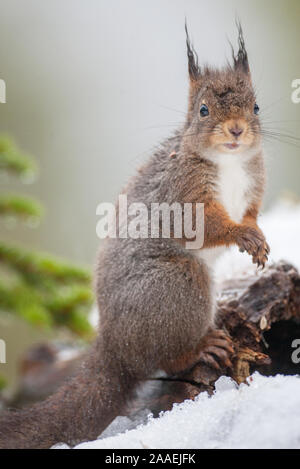 Red scoiattolo (Sciurus vulgaris) a caccia di cibo in inverno Foto Stock