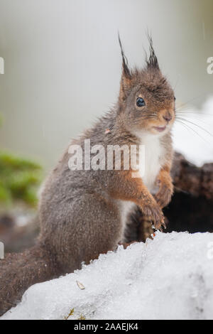 Red scoiattolo (Sciurus vulgaris) a caccia di cibo in inverno Foto Stock